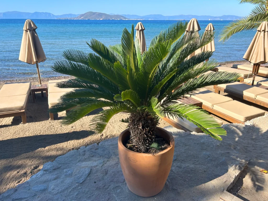 Playa de Marathonas en Egina Grecia