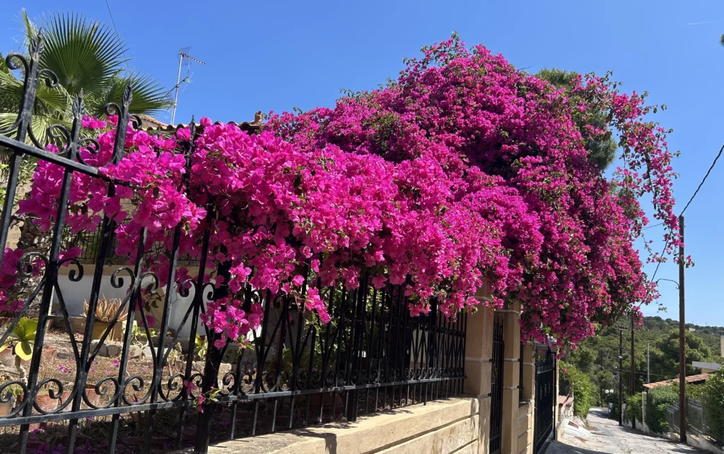 La primavera y el otoño son ideales Egina Ven Conmigo a Grecia
