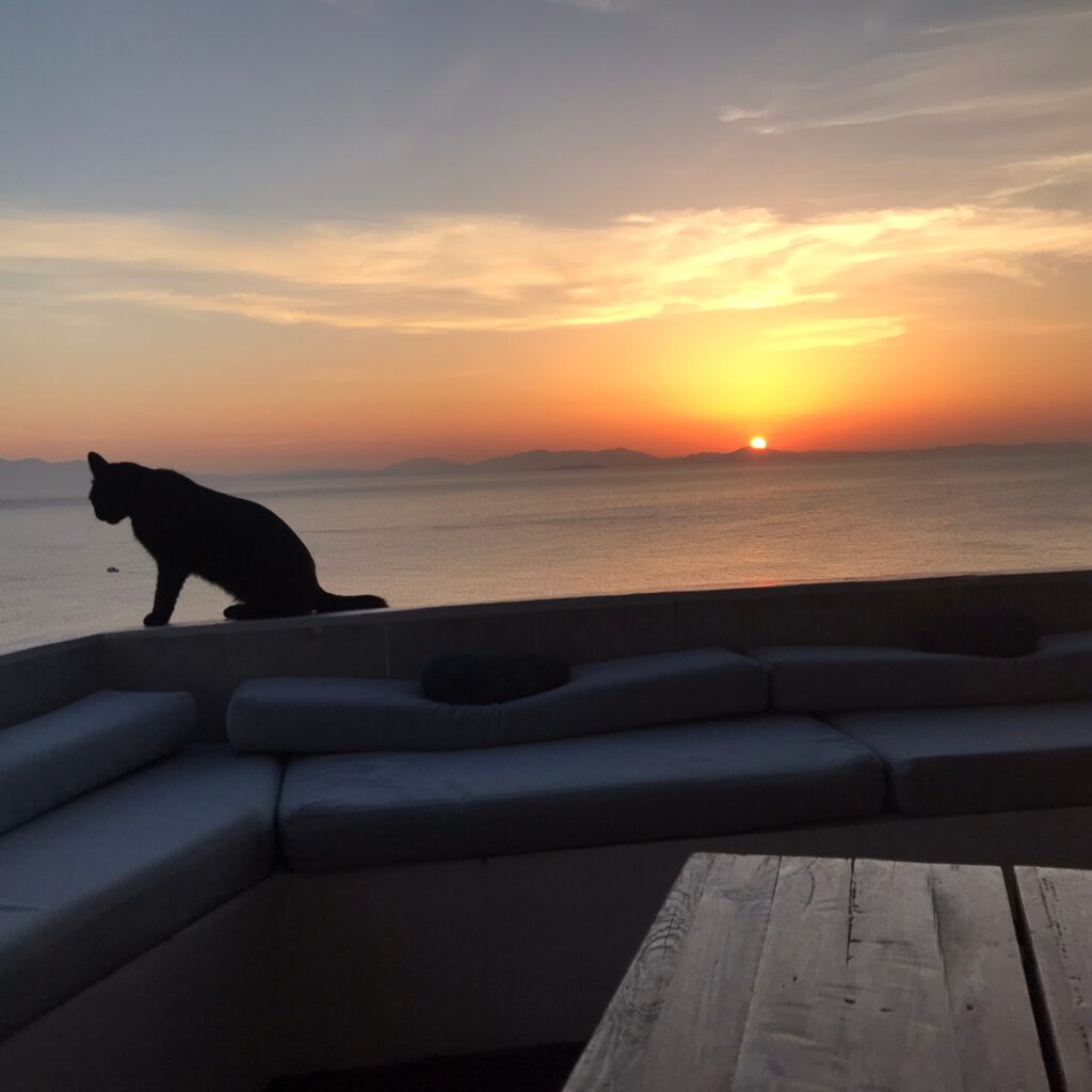 gato egina grecia atardecer mar egeo