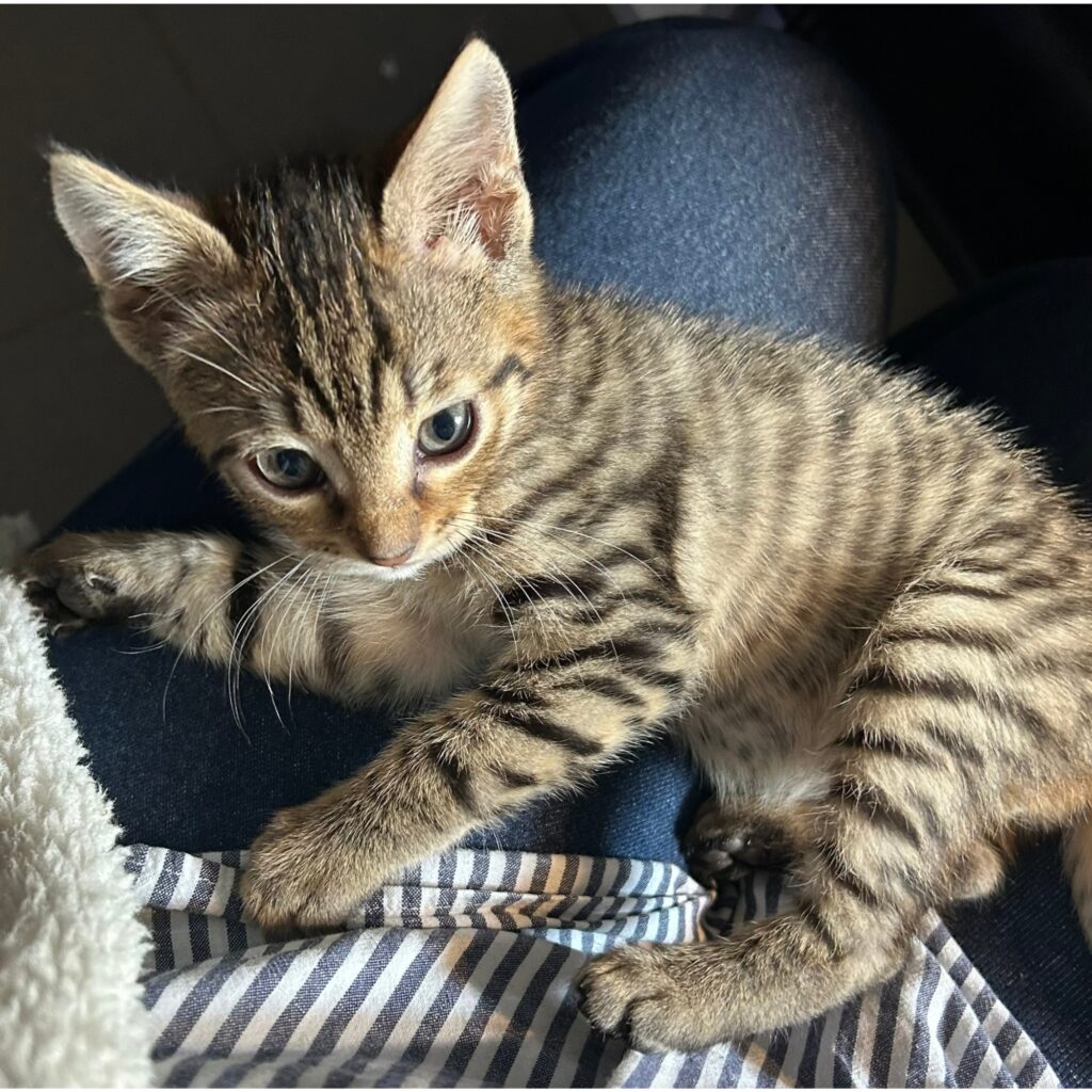 vida cotidiana en egina con gatos