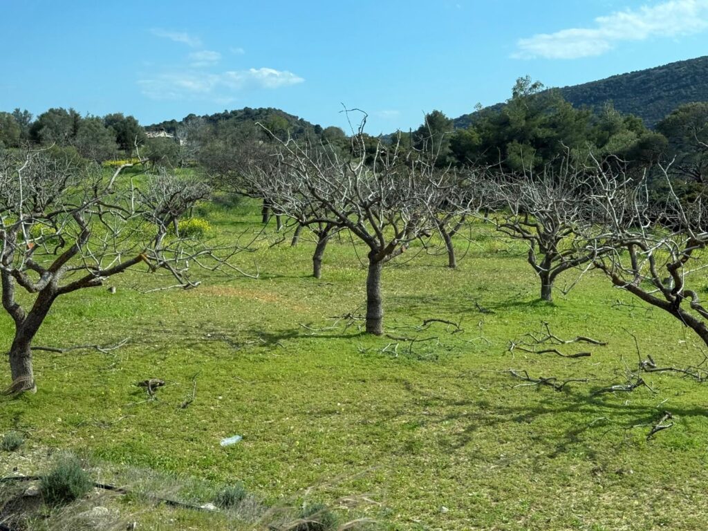 Paisaje rural de la isla de Egina con árboles y colinas