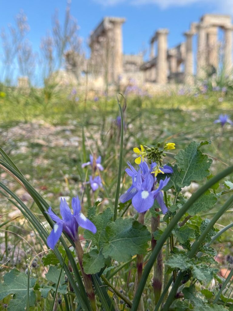 Flores silvestres con el Templo de Afea al fondo en Egina