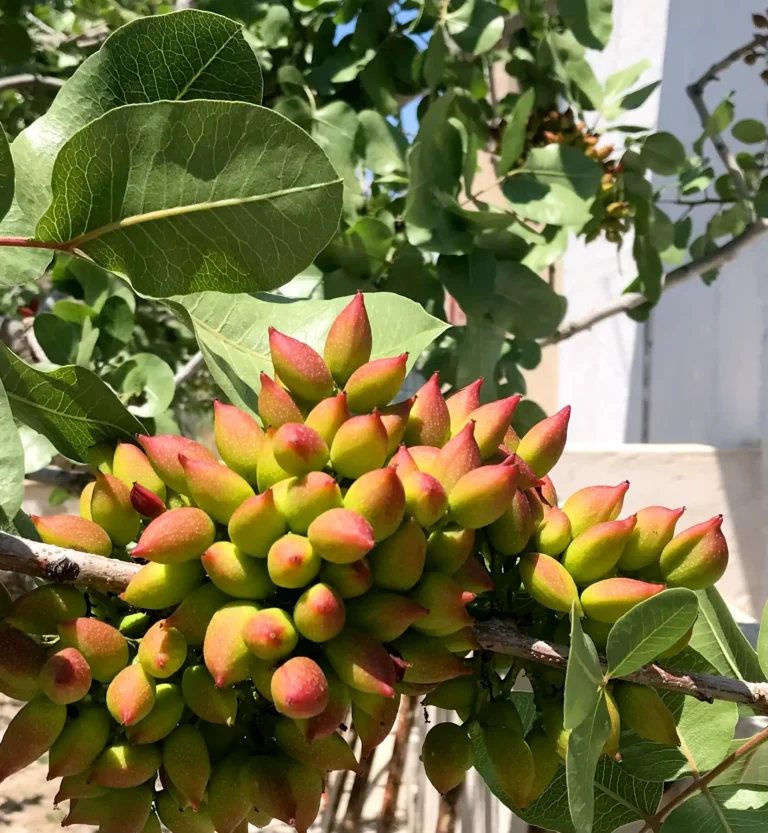 Gastronomía en Egina, Grecia