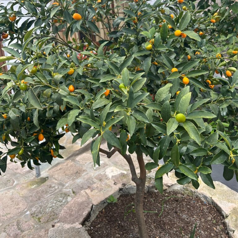 paleochora antiguo pueblo egina