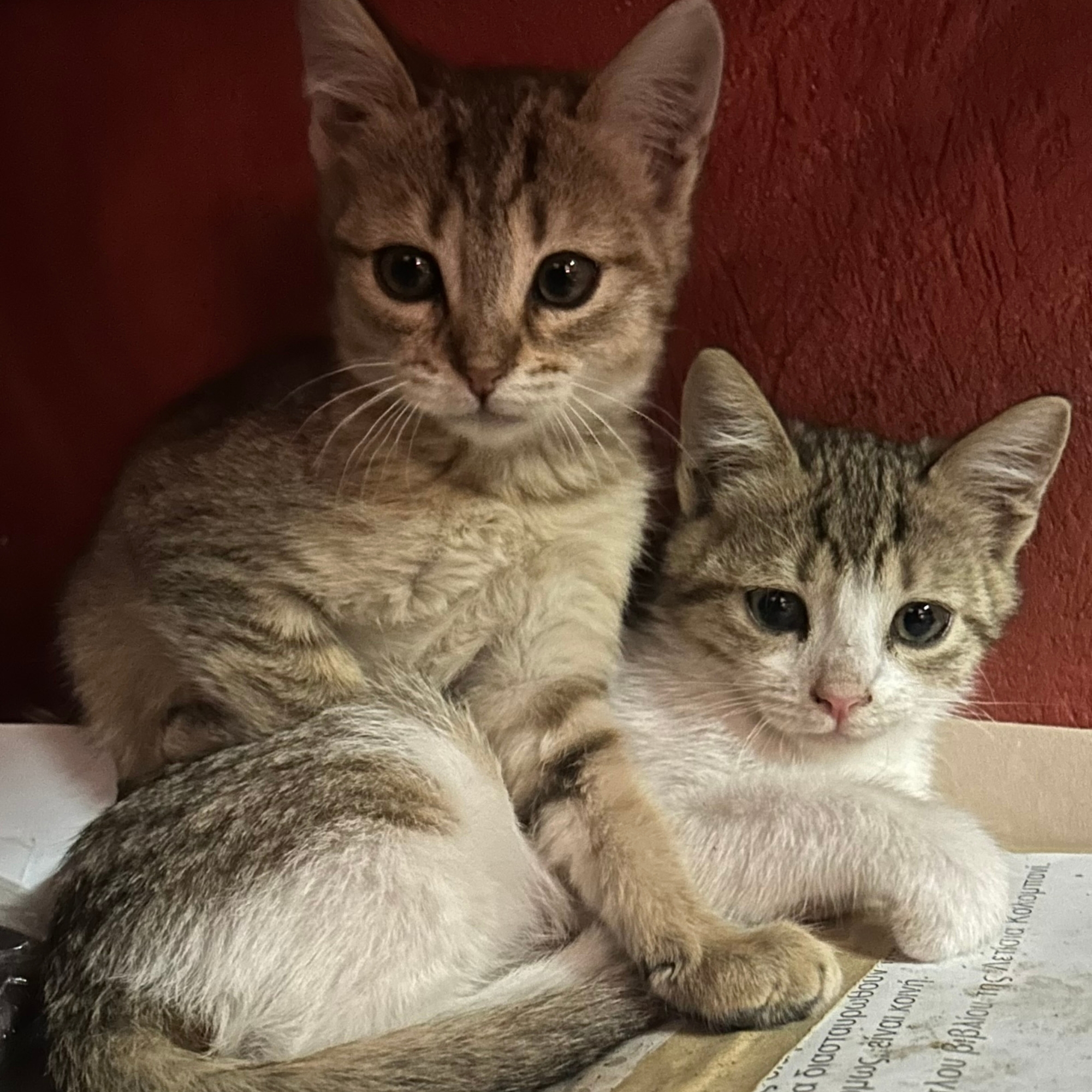 gatos del puerto de egina